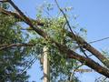 Дерево повисло на проводах на ул. 50 лет ВЛКСМ во дворе домов 31а и 33а.